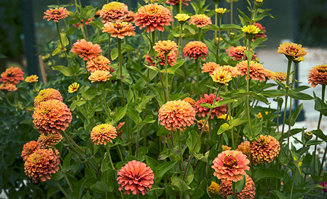 88381 Zinnia elegance Queeny Lime Orange